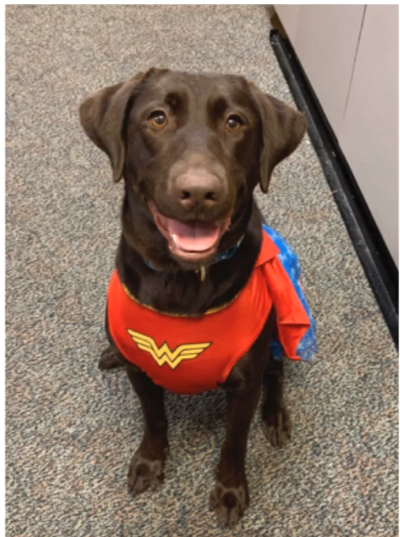 trained electronic sniffing K9 Siri